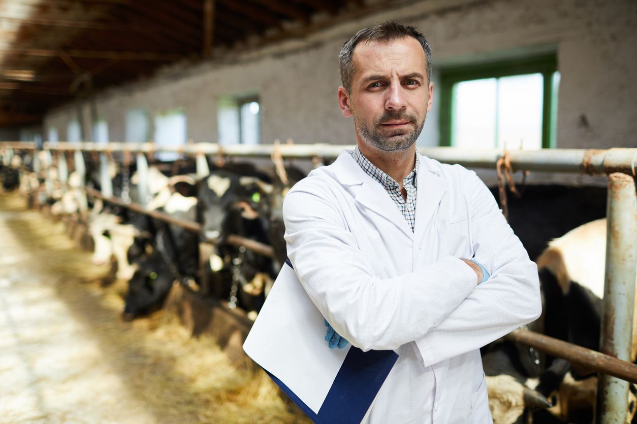 dairy cow in a large dairy farm